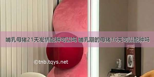 哺乳母猪21天发情配种可以吗 哺乳期的母猪16天可以配种吗