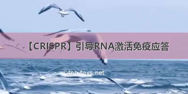 【CRISPR】引导RNA激活免疫应答