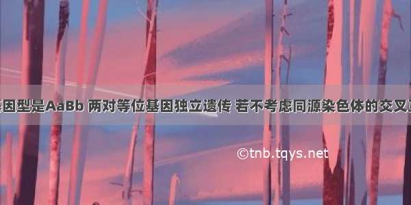 某动物的基因型是AaBb 两对等位基因独立遗传 若不考虑同源染色体的交叉互换 则由它