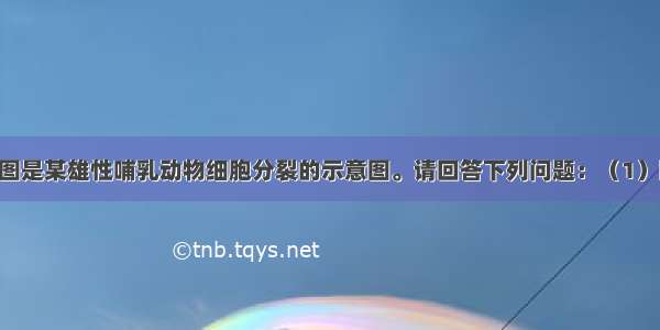 （10分）下图是某雄性哺乳动物细胞分裂的示意图。请回答下列问题：（1）图中属于有丝