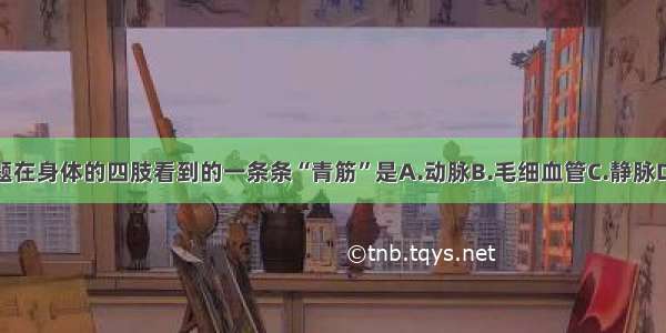 单选题在身体的四肢看到的一条条“青筋”是A.动脉B.毛细血管C.静脉D.神经