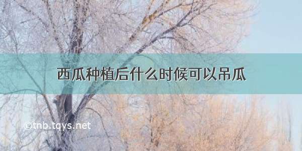 西瓜种植后什么时候可以吊瓜