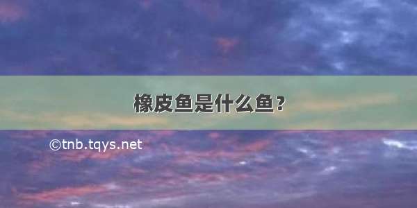 橡皮鱼是什么鱼？