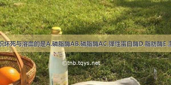 可造成组织坏死与溶血的是A.磷脂酶AB.磷脂酶AC.弹性蛋白酶D.脂肪酶E.激肽释放酶