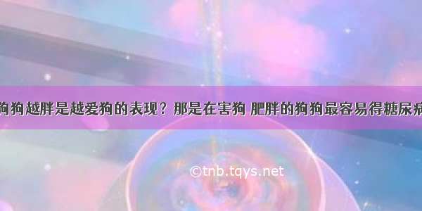 狗狗越胖是越爱狗的表现？那是在害狗 肥胖的狗狗最容易得糖尿病