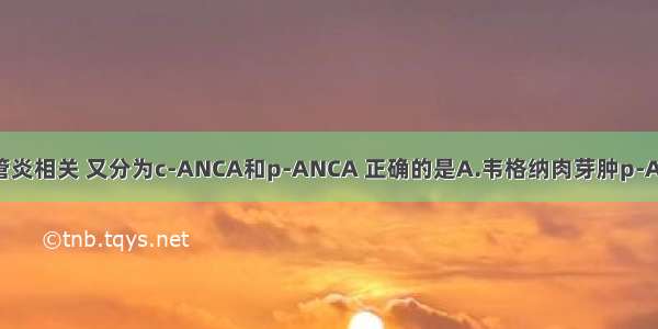 ANCA常与血管炎相关 又分为c-ANCA和p-ANCA 正确的是A.韦格纳肉芽肿p-ANCA常阳性 镜