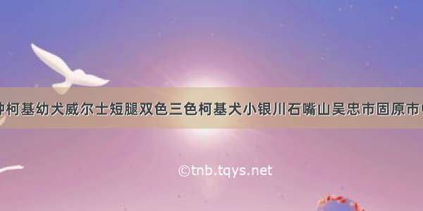 银川出售纯种柯基幼犬威尔士短腿双色三色柯基犬小银川石嘴山吴忠市固原市中卫市灵武市