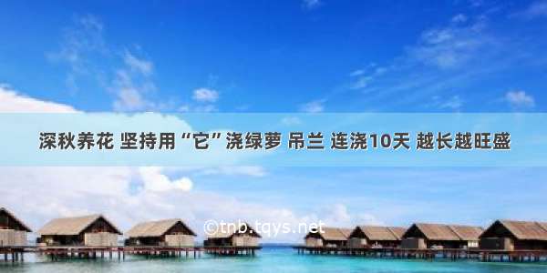 深秋养花 坚持用“它”浇绿萝 吊兰 连浇10天 越长越旺盛