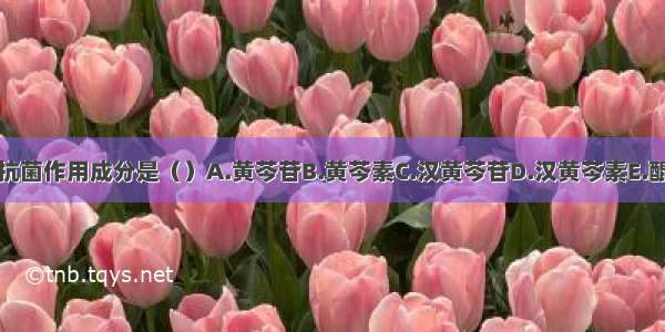 黄芩主要抗菌作用成分是（）A.黄芩苷B.黄芩素C.汉黄芩苷D.汉黄芩素E.醌式黄芩素