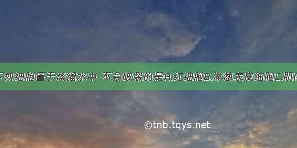 单选题将下列细胞置于蒸馏水中 不会破裂的是A.红细胞B.洋葱表皮细胞C.肌肉细胞D.口