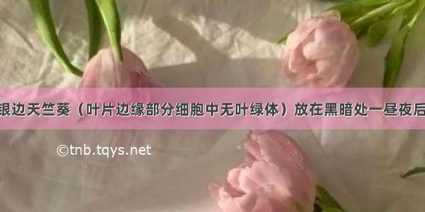 下图表示把银边天竺葵（叶片边缘部分细胞中无叶绿体）放在黑暗处一昼夜后 用黑圆纸片