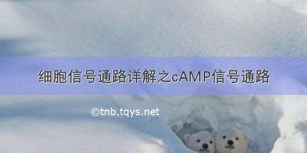 细胞信号通路详解之cAMP信号通路