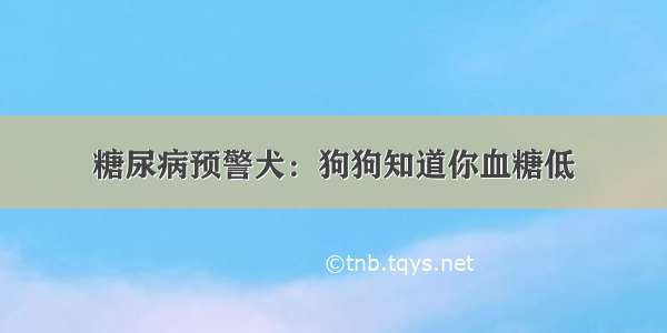 糖尿病预警犬：狗狗知道你血糖低