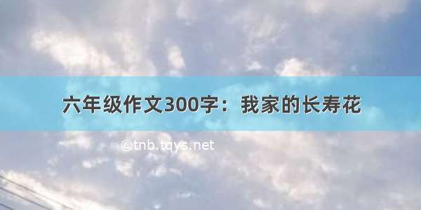 六年级作文300字：我家的长寿花