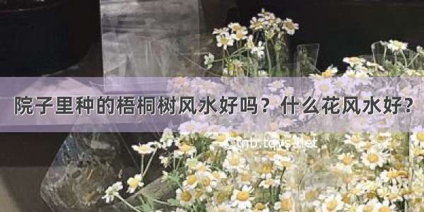 院子里种的梧桐树风水好吗？什么花风水好？