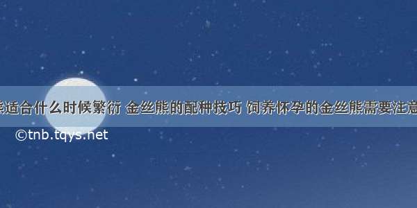 金丝熊适合什么时候繁衍 金丝熊的配种技巧 饲养怀孕的金丝熊需要注意什么？