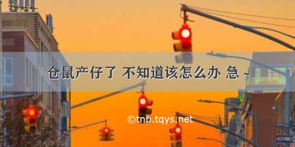 仓鼠产仔了 不知道该怎么办 急～