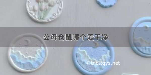 公母仓鼠哪个爱干净