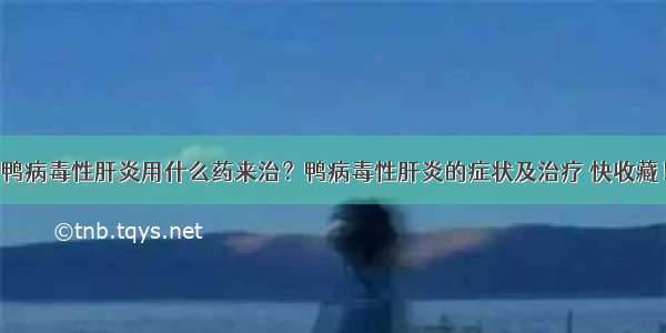 鸭病毒性肝炎用什么药来治？鸭病毒性肝炎的症状及治疗 快收藏！