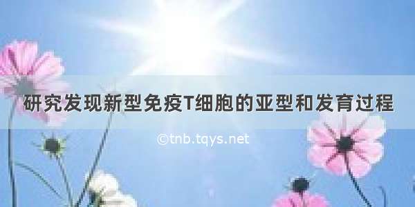 研究发现新型免疫T细胞的亚型和发育过程