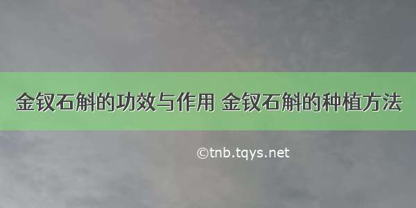 金钗石斛的功效与作用 金钗石斛的种植方法