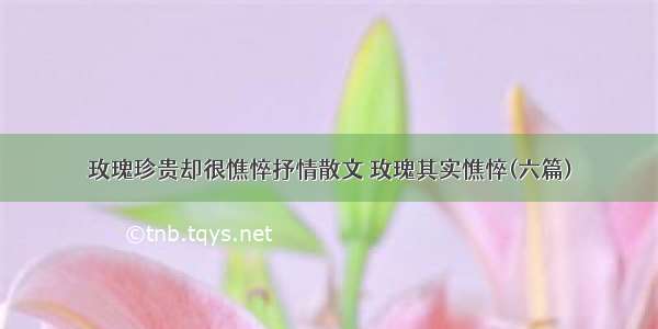 玫瑰珍贵却很憔悴抒情散文 玫瑰其实憔悴(六篇)