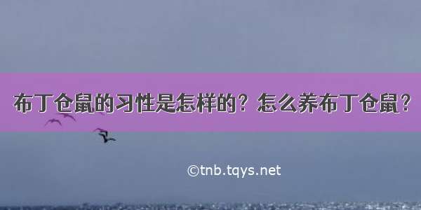 布丁仓鼠的习性是怎样的？怎么养布丁仓鼠？