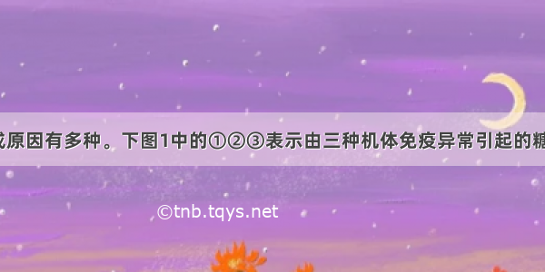 糖尿病的形成原因有多种。下图1中的①②③表示由三种机体免疫异常引起的糖尿病；图2为