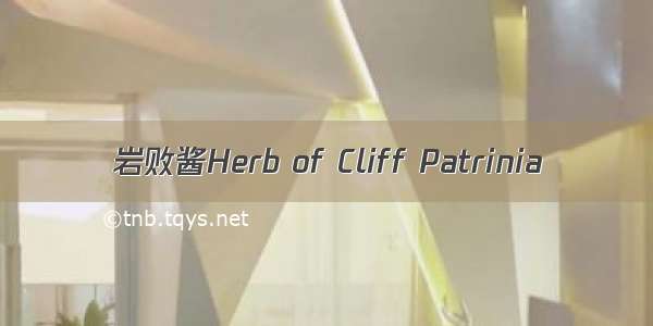 岩败酱Herb of Cliff Patrinia