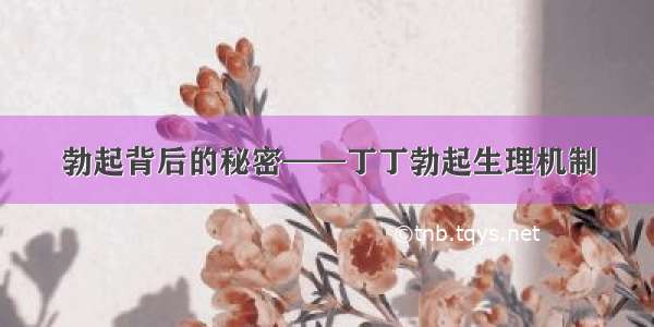 勃起背后的秘密——丁丁勃起生理机制