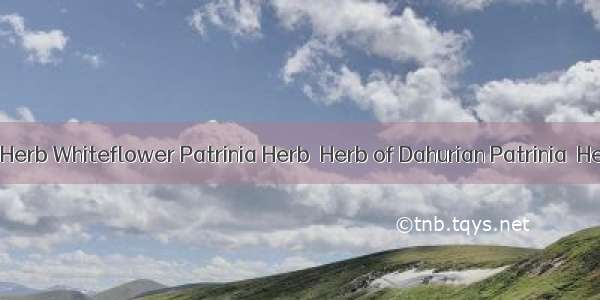 败酱Dahurian Patrinia Herb Whiteflower Patrinia Herb  Herb of Dahurian Patrinia  Herb of Whiteflower P