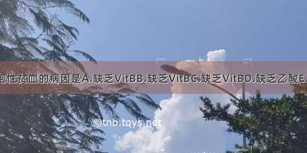 ()营养性巨幼细胞性贫血的病因是A.缺乏VitBB.缺乏VitBC.缺乏VitBD.缺乏乙酸E.缺乏草酸ABCDE