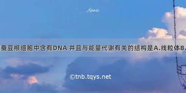 单选题蚕豆根细胞中含有DNA 并且与能量代谢有关的结构是A.线粒体B.线粒体