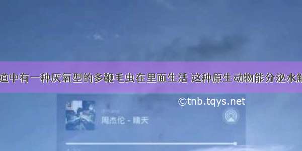 白蚁的消化道中有一种厌氧型的多鞭毛虫在里面生活 这种原生动物能分泌水解纤维素的酶