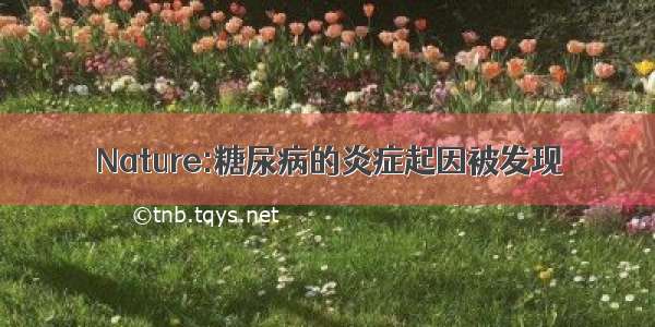 Nature:糖尿病的炎症起因被发现