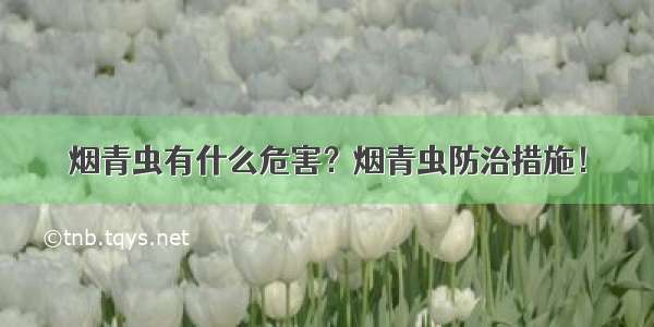 烟青虫有什么危害？烟青虫防治措施！