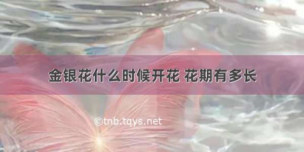 金银花什么时候开花 花期有多长