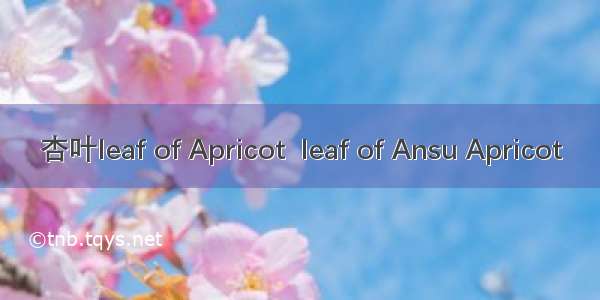 杏叶leaf of Apricot  leaf of Ansu Apricot