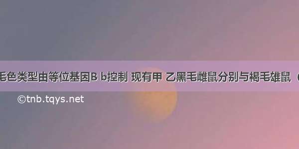 单选题鼠的毛色类型由等位基因B b控制 现有甲 乙黑毛雌鼠分别与褐毛雄鼠（丙）交配 甲