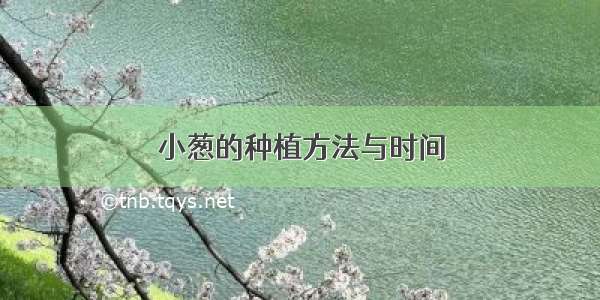 小葱的种植方法与时间