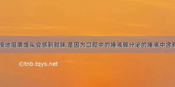 在口腔中慢慢地咀嚼馒头会感到甜味 是因为口腔中的唾液腺分泌的唾液中含有唾液淀粉酶