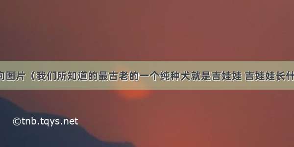 吉娃娃狗图片（我们所知道的最古老的一个纯种犬就是吉娃娃 吉娃娃长什么样呢）