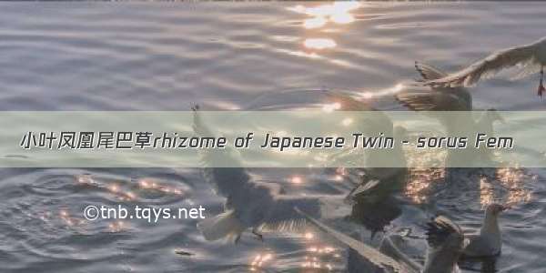 小叶凤凰尾巴草rhizome of Japanese Twin - sorus Fem