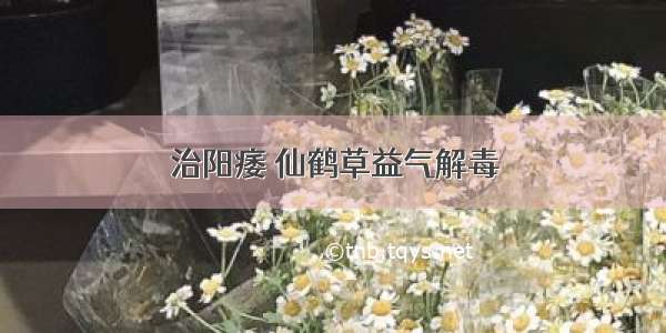 治阳痿 仙鹤草益气解毒