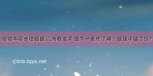 狗狗不停地揉眼睛 以为有虫子 蹲下一看慌了神：眼珠子破了吗？