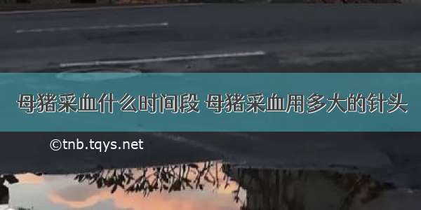 母猪采血什么时间段 母猪采血用多大的针头