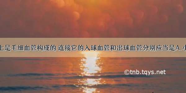 肾小球实质上是毛细血管构成的 连接它的入球血管和出球血管分别应当是A.小动脉和小静