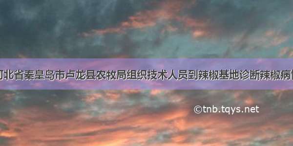 河北省秦皇岛市卢龙县农牧局组织技术人员到辣椒基地诊断辣椒病情