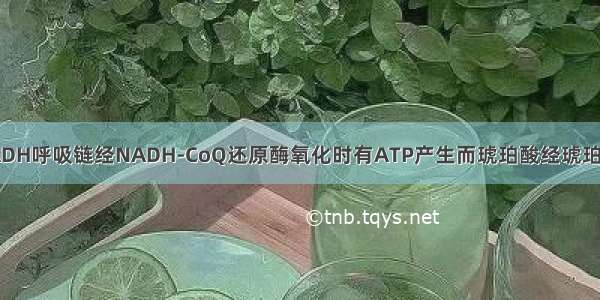 请说明为什么NADH呼吸链经NADH-CoQ还原酶氧化时有ATP产生而琥珀酸经琥珀酸-CoQ还原酶氧