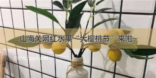 山海关网红水果“大樱桃节”来啦~